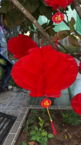 Lồng đèn đỏ treo tết #tet2025 