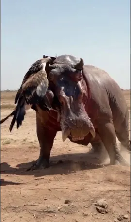 #lionfan #eaglefan #lion #eagle #tiger #lioneaglefan #lioneagle #animal #animalfan #animalfans😘 