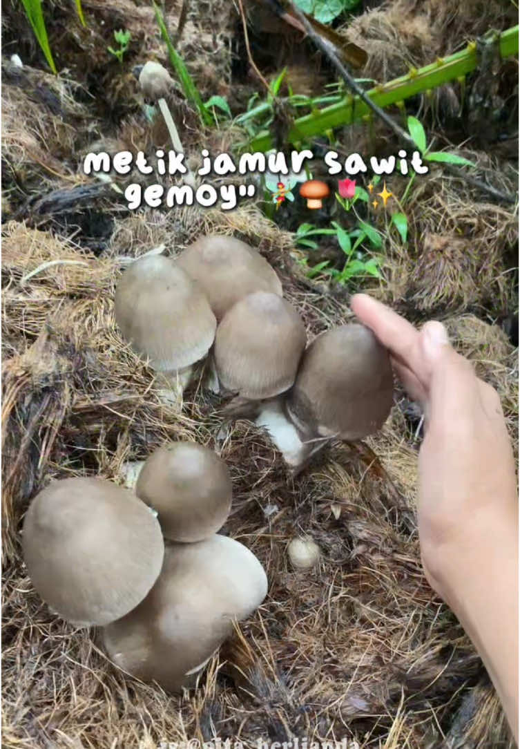 sebelum berangkat nyari jamur ngga lupa pake G2G Bright Moist dulu🫧✨ #pitaahrld #minivlog #jamursawit 