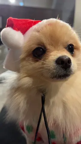 The cutest santa ever 🥹 #merrychristmas #pomeranian #spoiledgirl 