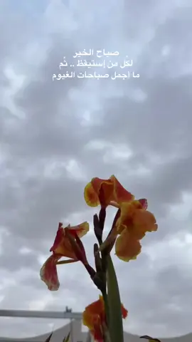 *صباح غائم بلطفك يا رب.. ♡ #صباح_الخير#دعاء#ترند#اكسبلور#غيوم#ورد #cap#exploer#Love#sun#clouds