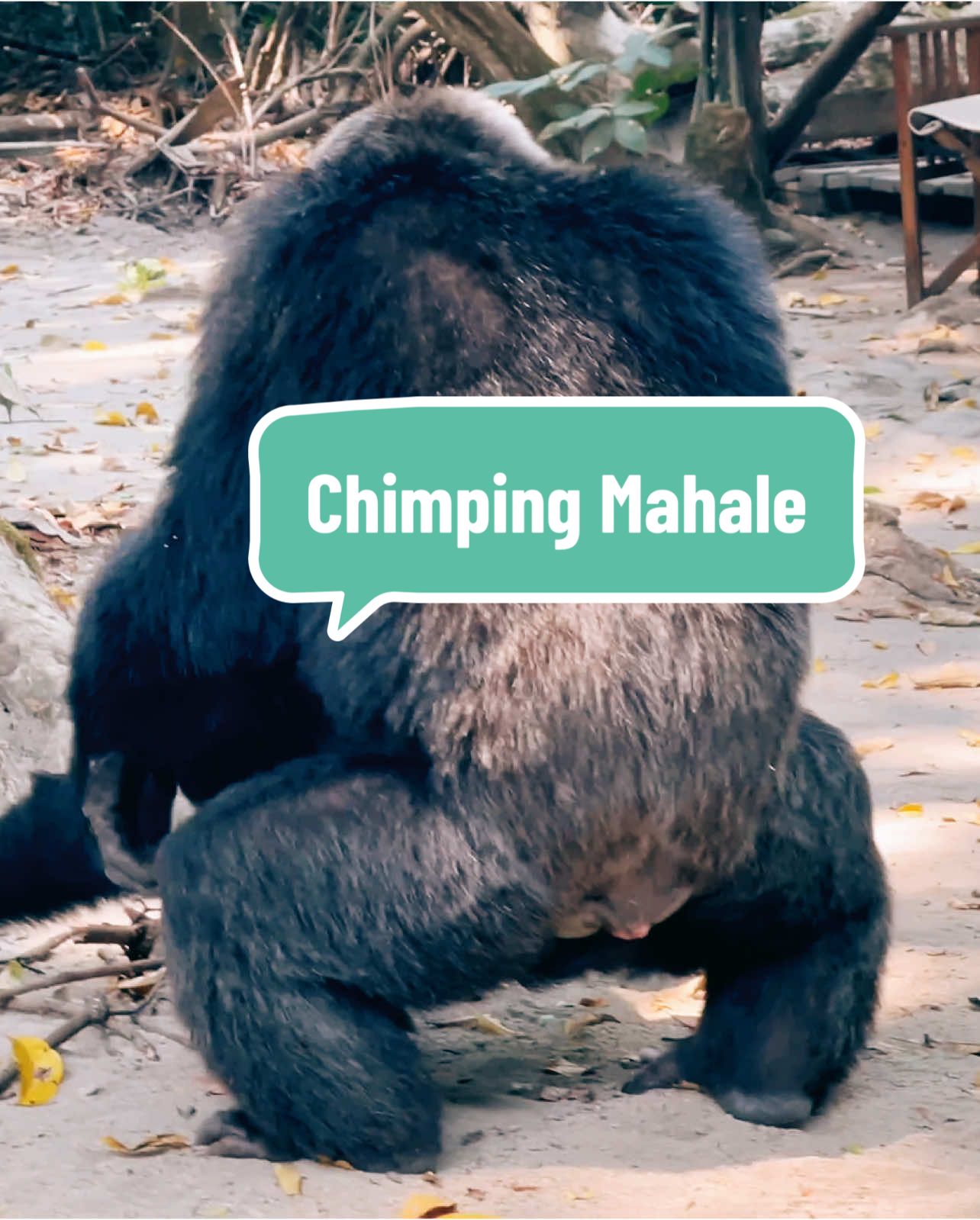 The Big Boy is enjoying the fruits of being the Boss if his group at Mahale. Although the action took not more than eight (8) minutes. The maximum time chimpanzees can mate with a female is not more than 20 seconds but most matings last less than 10 due to competitive nature of their societies. @Tz National Parks  #ChimpMan #chimpexpert #chimpguardian #chimpguide #primatologist #chimpantics #mahale #kigoma #chimpanzee #tanzania #africa 