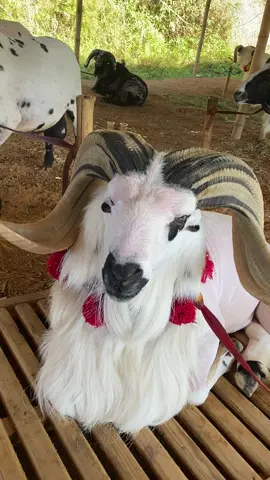 👺#jasa #duaputra #ncepningrat 