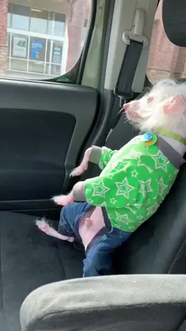 Dance together 💃🕺 #funnyvideo #dog #dogsoftiktok #fyp #happydog 