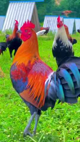 Nuôi gà chế độ như này bảo sao không đạt ! 