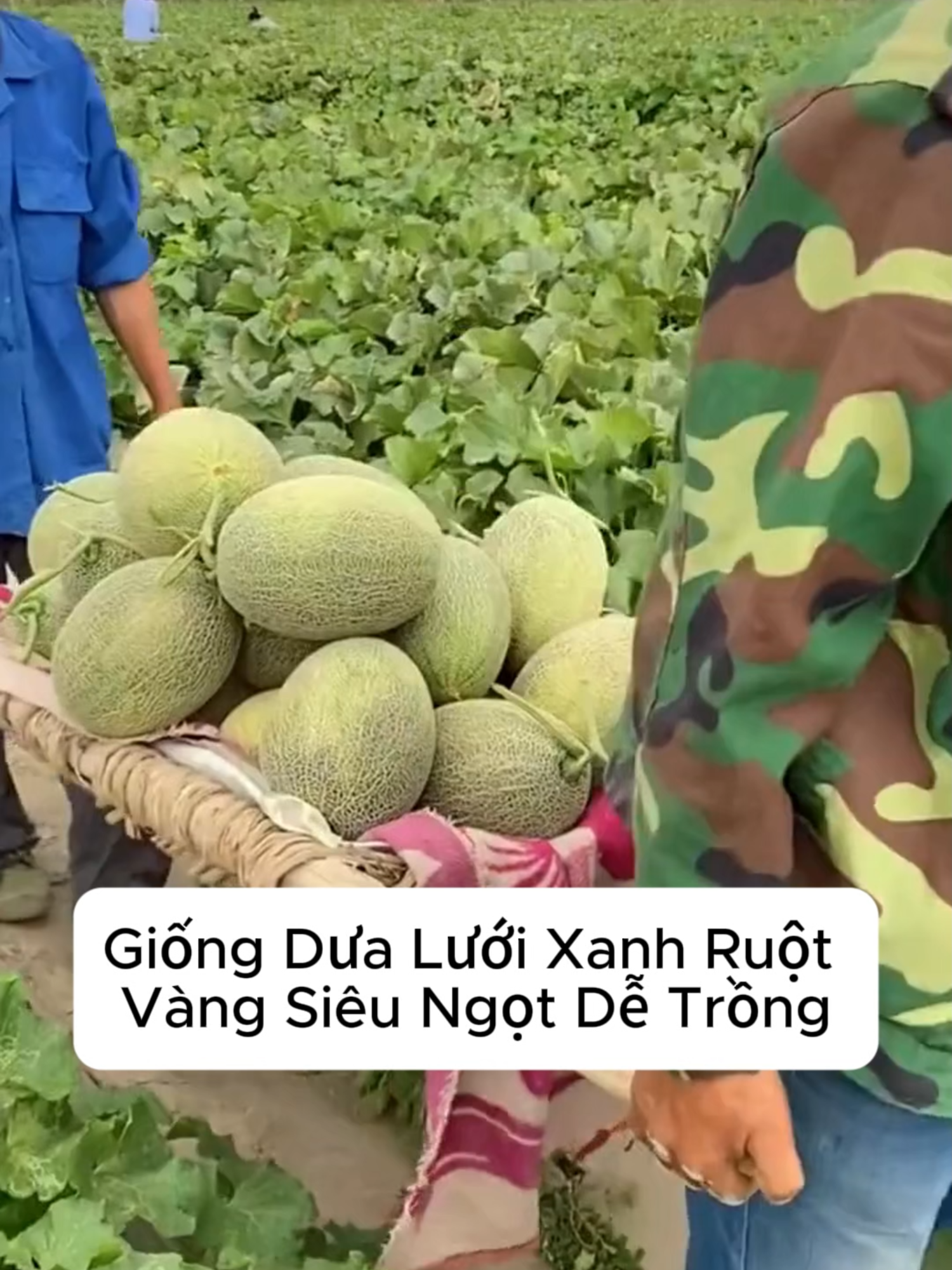 Giống Dưa Lưới Xanh Ruột Vàng Nè Cả Nhà. Cây Dễ Trồng Năng Suất Cao Cho Ra Nhiều Quả, Ăn Giòn Ngọt, Thơm Lắm Luôn Ạ #dua #dualuoi #dualuoixanh #hatgiong #hatgiongdualuoi #hatgiongdualuoixanh #trongcay #trongdua #trongdualuoi #trongdualuoixanh