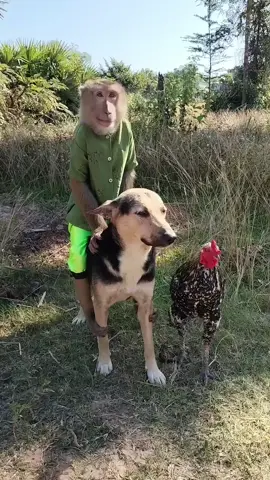 Best Video Funny Mr. Monkey, Hen and Dog cute friends #monkey #monkeysoftiktok #cuteanimals #monkeyvideos #monkeys#monkeybaby #unitedkingdom #italy #usa #funnymonkey #funny #europe #monkeylovers #kids #dogs #dog 