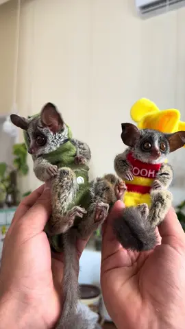 #galago #buhsbaby  #mohol 