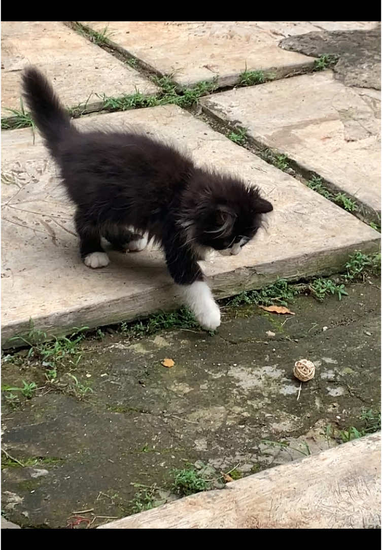 Kasian bgt mbul main sendiri, cicinya ngapel dulu kayaknya😭😭 #catsoftiktok #cat #kitten #catlover #pet #meow #paws #cutecat #fypシ #fyp 