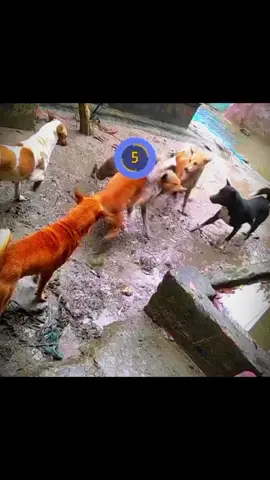 New Dog Lobby 😜 #foryou #foryoupage #growmyaccount #keepsupporting #trending #goviral #fyp #support_me #GamingOnTikTok #content #gamingcommunity #vipgamer #vipgamer99 #freefire_lover #freefire #new #dog #lobby #gamingvideos 