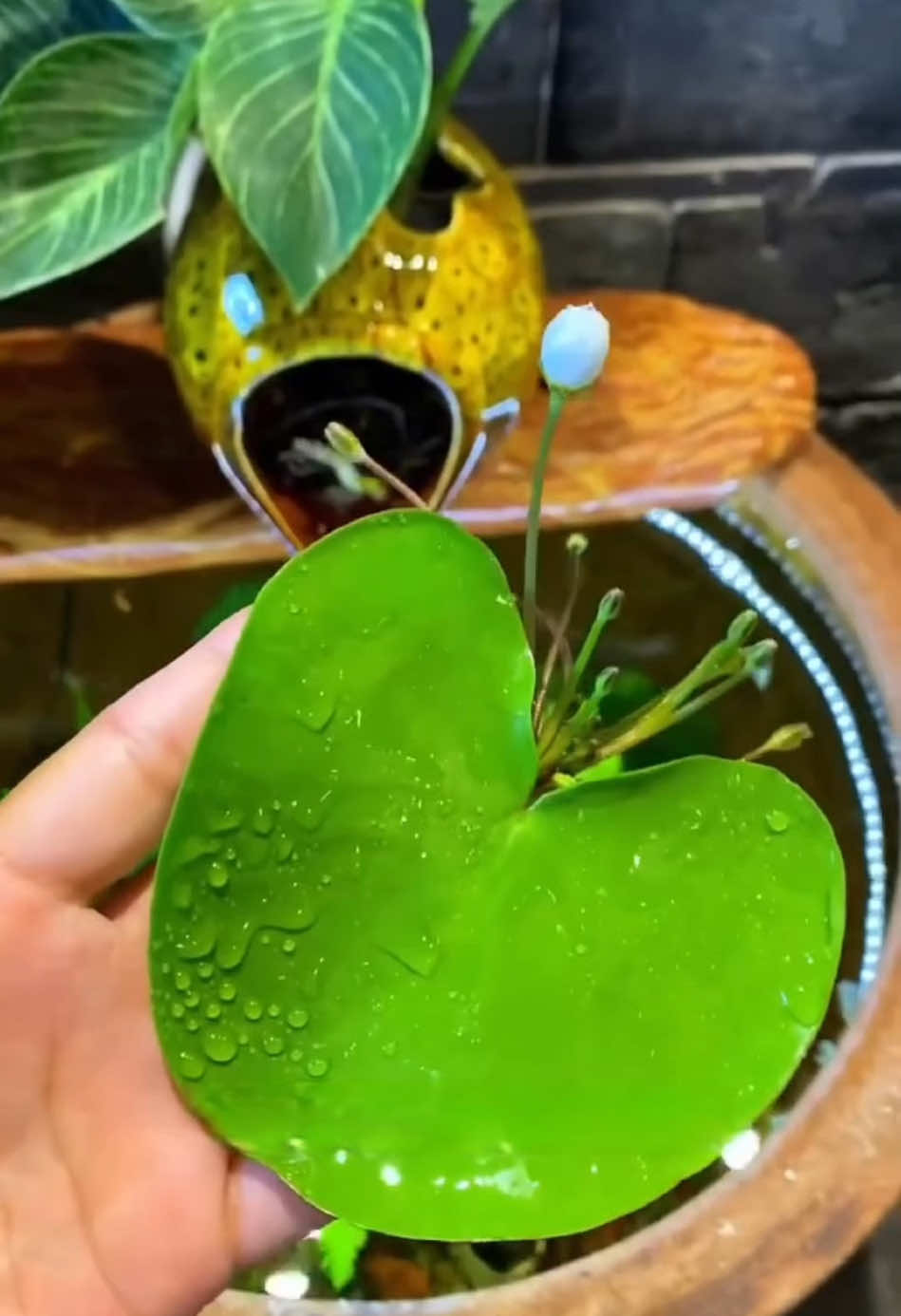 Lá thuỷ nữ trang trí bể cá 🍀 #lathuynu #nhatdieplien #trangtrihoca #becathuysinh #hocathuysinh #thuysinh 