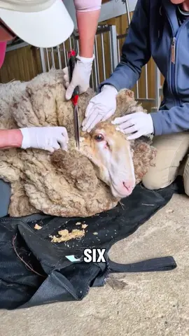 “The sheep that has been missing for 6 years”#Tiktok #foryou #animals #sheep 