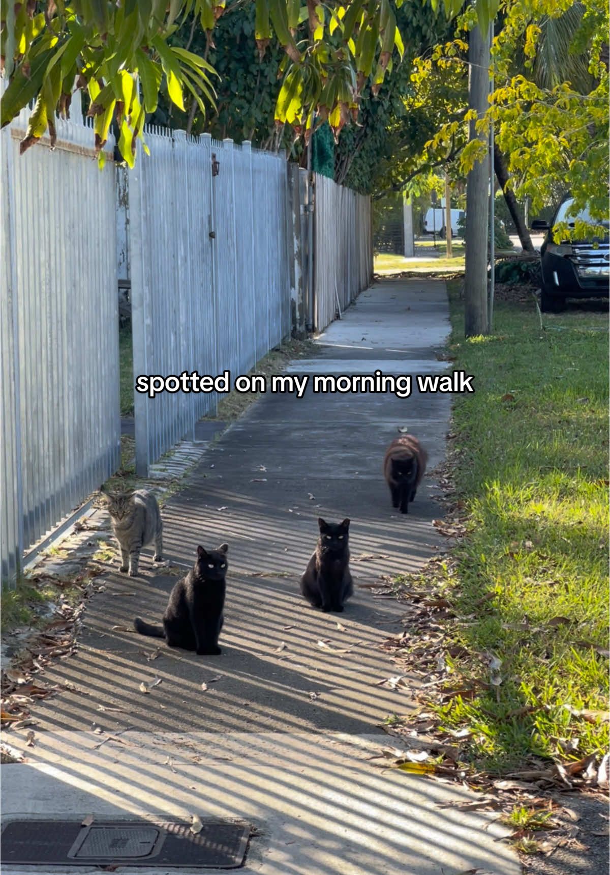 🐈‍⬛ 👀 #catsoftiktok #miami #fy 