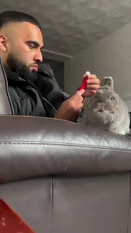 Azula is feeling Christmasy #animals #explore #animalsoftiktok #foryou #bunnys #cutepets #PetsOfTikTok #christmas 