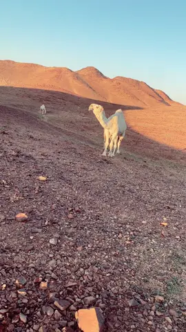 #اكسبلورر_explorer # البل عطاياالله # اذكرو الله # 
