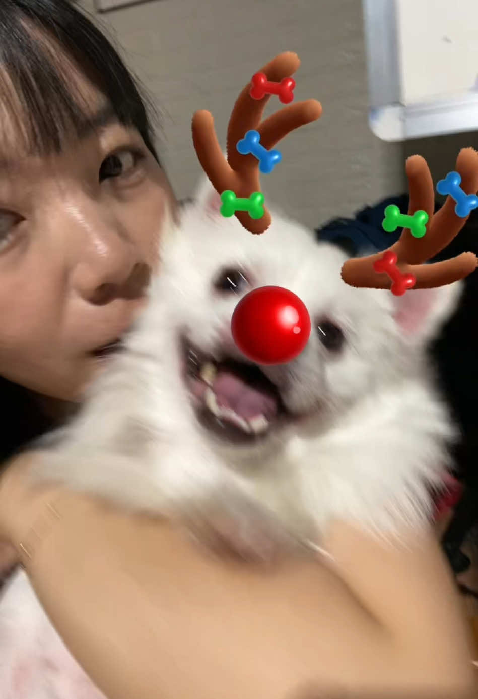 Đi chơi bỏ ở nhà cho đã giờ về hun 🤣 #tieumodangyeu #cutedog #dog #pet #fyp 