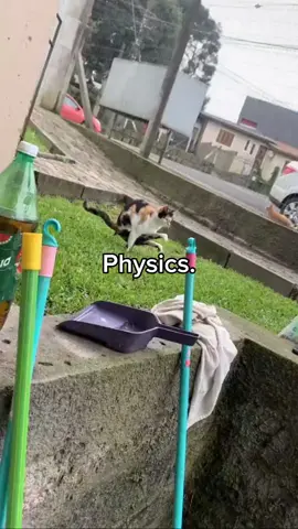 Physics. #fyp #physics #memes #cat