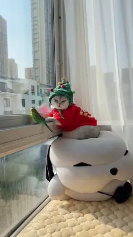 #cat #cutecat #funnycat #catsoftiktok #kitty 