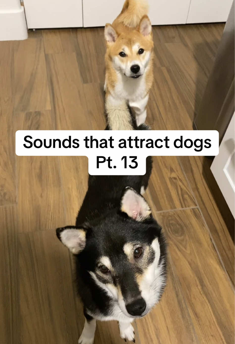 Wait until the end! Duet with us..we love seeing those dog reactions! 🐾💕 #PetsOfTikTok #adorableanimals #creatorsearchinsights #cute #cutedog #dogfyp #dogmom #dognoisestoattractdogs #dogreaction #dogs #dogsoftiktok #dogsound #dogsoundreaction #dogtok #funnydog #funnyreaction #fyp #viral #trending #fyppppppppppppppppppppppp #happydog #headtilt #headtiltchallenge #headtiltcheck #shibainu #shibapuppy #sillypuppy #sounds #soundschallenge #soundsfordogs  #shibaarmy #dogsoundchallenge #goosecall #shiba 