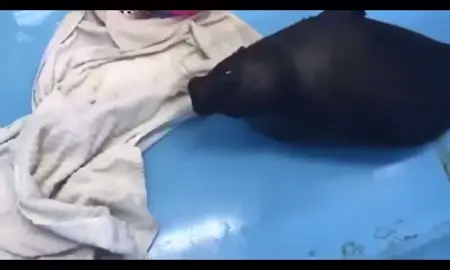 OUUUUUUU OUUUU #seal #shlissik 