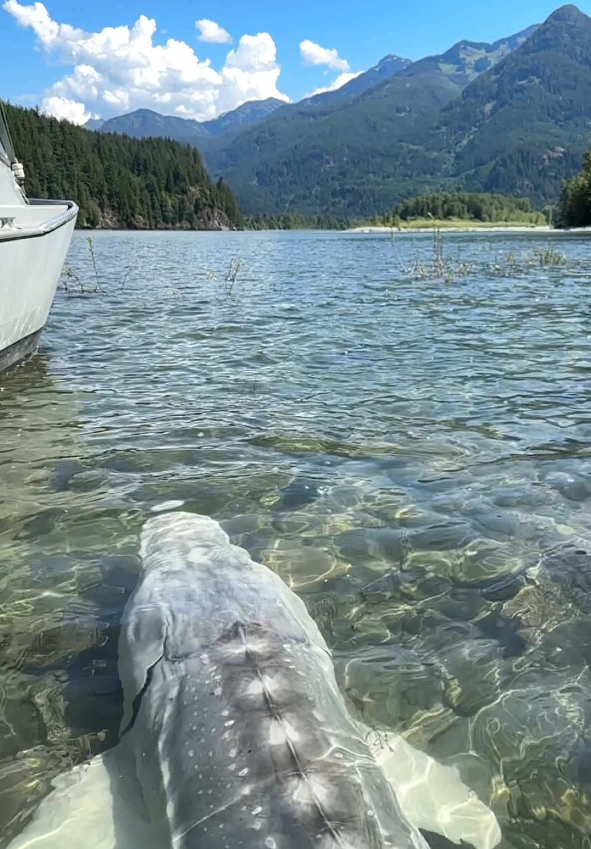 Unbelievable clear water release😱🐟 Check out the long nose on this one! #big #fish #fishing #sturgeon #bucketlist #sturgeonco #fishingtrip #fishingcharter #2025goals 