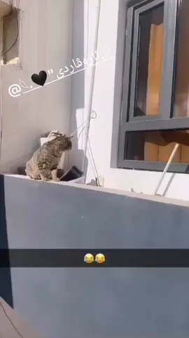 بۆم ئەکتیڤ کەن#😂😂#aktiv #fypシ #foryou #action #cat#ئەکتیڤبن🥀🖤ـہہـ٨ــہ 