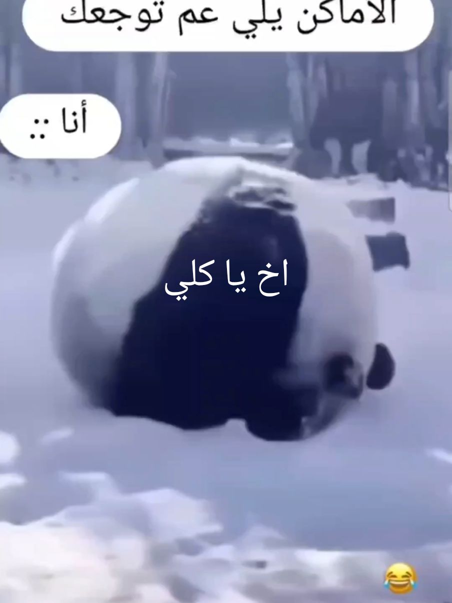 #حيوانات #دب #ثلج #كريسماس 