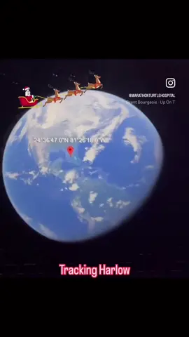 While children from around the world track Santa Claus as he sweeps across the earth tonight…we will be tracking Harlow! 🐢🌊🎄🎅🏼🥰 Merry Christmas Eve from your friends at The Turtle Hospital!  #trackingharlow #harloweffect #harlow #rescuerehabrelease #seaturtle #seaturtlehospital #connectandprotect #compassioniscontagious #seaturtlerescue #floridakeys #seaturtlerehab #stem #loggerhead #barnacles #fy #trackingsanta 