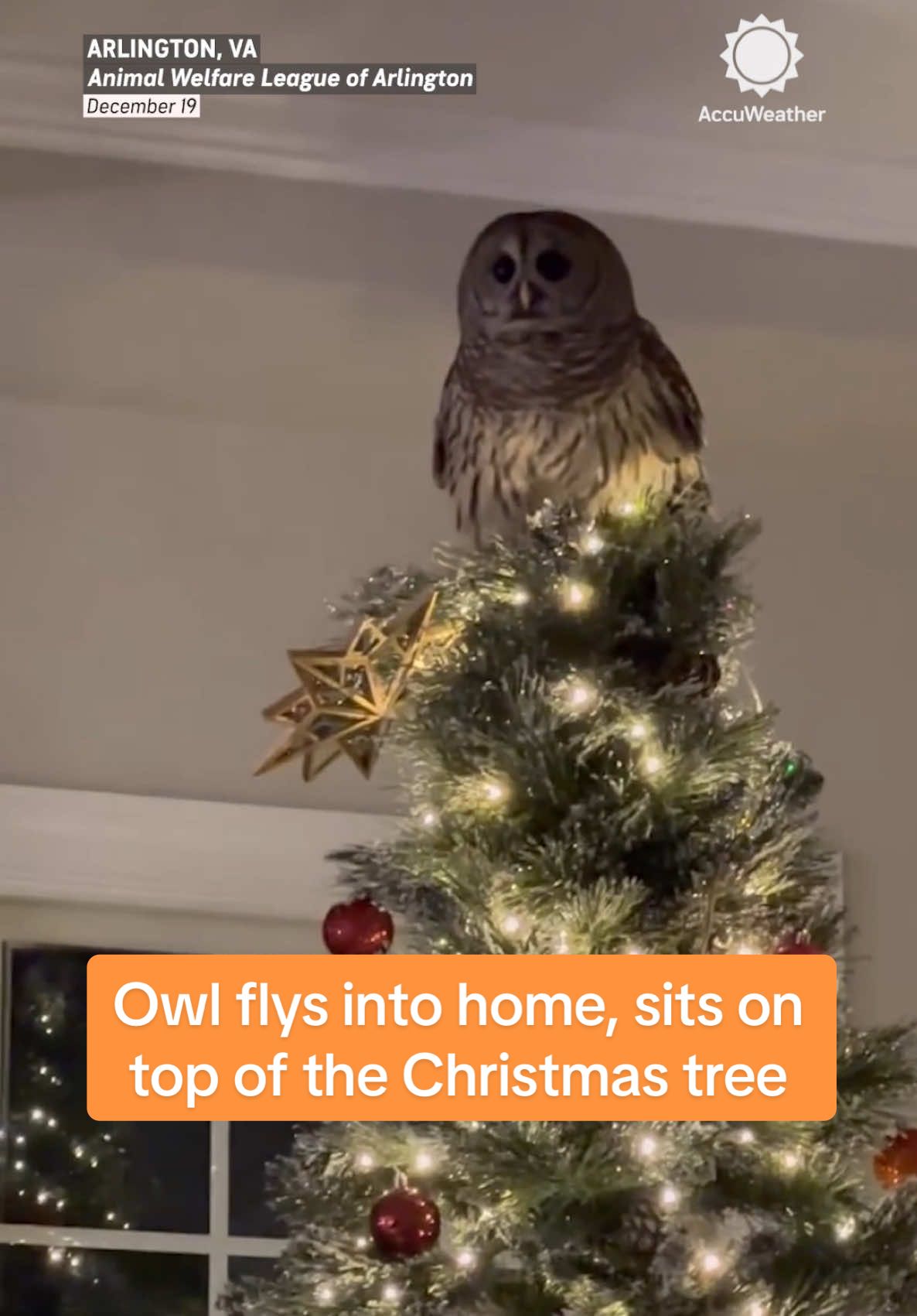 A Virginia family had an unexpected Christmas visitor when an owl flew into their home and perched atop the Christmas tree.  The barred owl came in through the chimney, and the Animal Welfare League of Arlington was able to capture it and release it back into the wild safely.  #owl #wildlife #christmas #christmastree #viral #trending #accuweather 