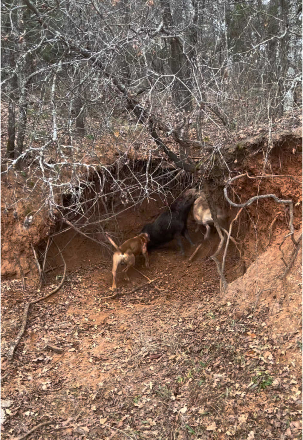 Back against the wall #hogdog #pigdog #huntingdog #hunting #workingdogs #hoghunting #bayedup #caughthog #catchdog #tieduptv 