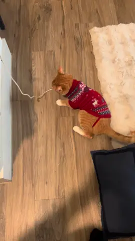 #christmas #cat #catsoftiktok #santa 