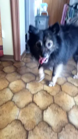 Lieber guter Weihnachtsmann🐾🎅 #fluffy #foryou #fürdich #aufgedrehterhund #weihnachten #hund #mittelspitz #fyp #leckerli #schmecki #fokus #viral_video #4u #fun #weihnachtsmann #lieb #doglove 