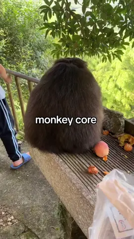 #fyp #humor #luangameplay #monkeycore 