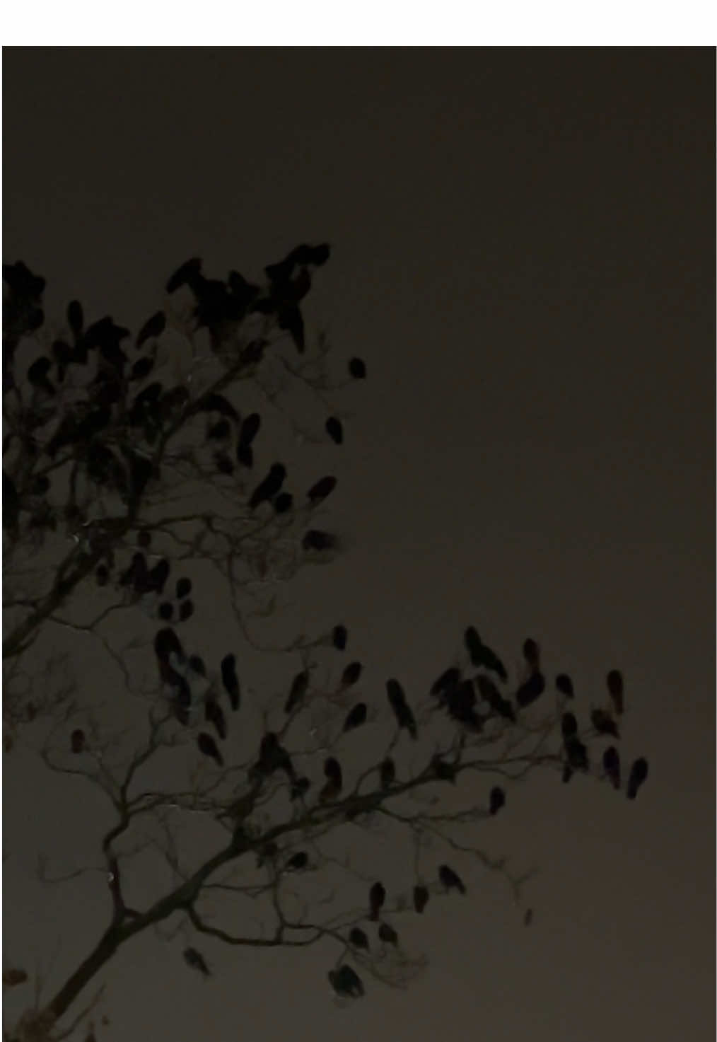 this majestic moment was captured in an arby’s parking lot in small town pennsylvania which is to say beauty is all around us 🖤 #fyp #foryou #crow #crows #crowsoftiktok #nature #naturecore #birds #raven #ravens #darkaesthetic #resonance #birdtok #darkacademiaaesthetic #glimmer 