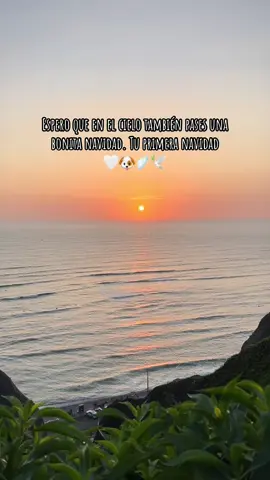 Nunca creí que este momento llegaría. Mi primera navidad sin ti mi Baloo🤎😔. Espero que en el cielo también lo estés pasando muy bonito mi dorado. Juega mucho con princesa🤍🎄#navidad #sinti #dog #perrito #cielo #mar #atardecer 