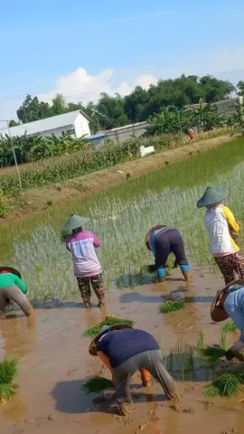 ibu2 lg tanam padi#tandur#tanam#bercocoktanam#padi#sawah#desa#kampung#tuban#jawa#jawatimur#menanam#pejuang#pejuangrupiah
