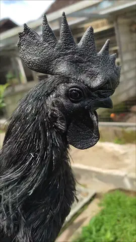 Ayam cemani asli #kandangbeji #lidahhitam  #fyp #peternakanayam  @kandangbeji 