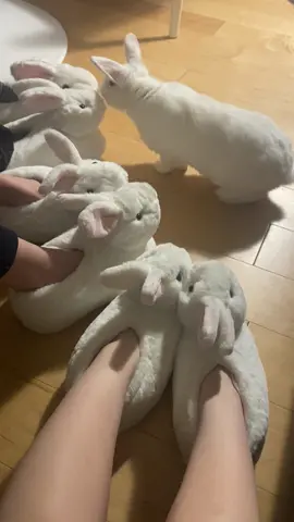 i alr put this on my insta story but its too cute not to post here. merry christmas and i hope you all have a very hoppy holidays #bunny #rabbit #albino #albinobunny #christmaseve #christmas #bunnyslippers #fluffy #white #fluffywhitebunny #sofluffy