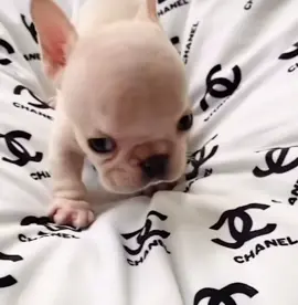 #fyp #parati #foryou #foryoupage #viral #dog #dogsoftiktok 🤍🐶🫣🐾