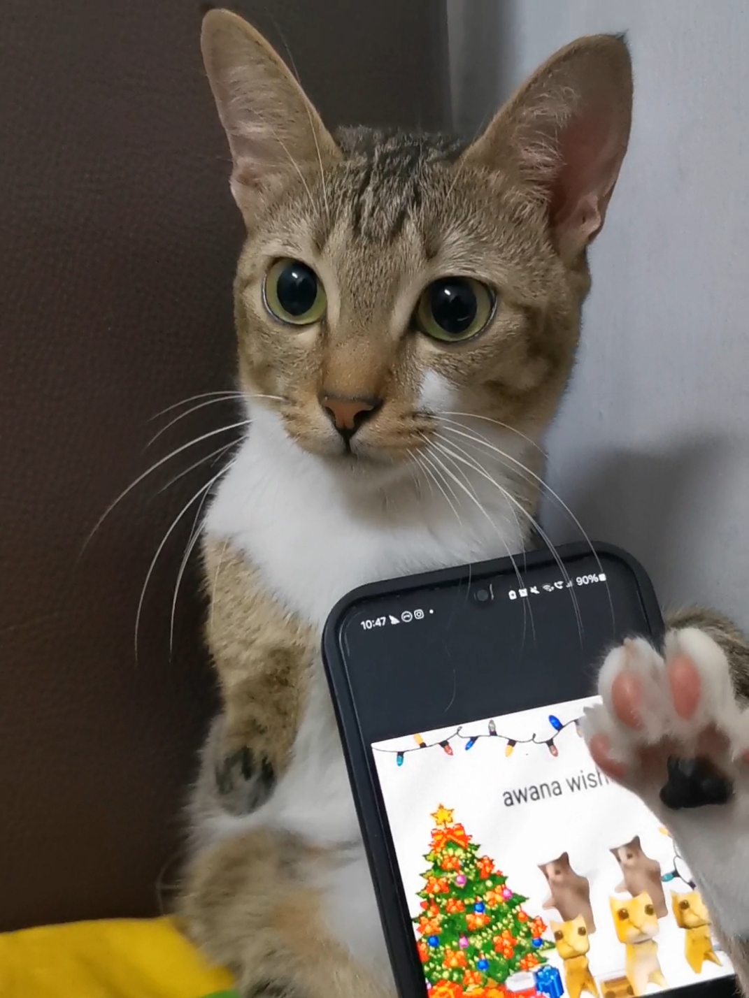 🦖Tutu: Merry Christmas!🎄🎅 #nohandscat #dinocattutu #tutu #she #oioicat #happy #catlovers  #merrychristmas 