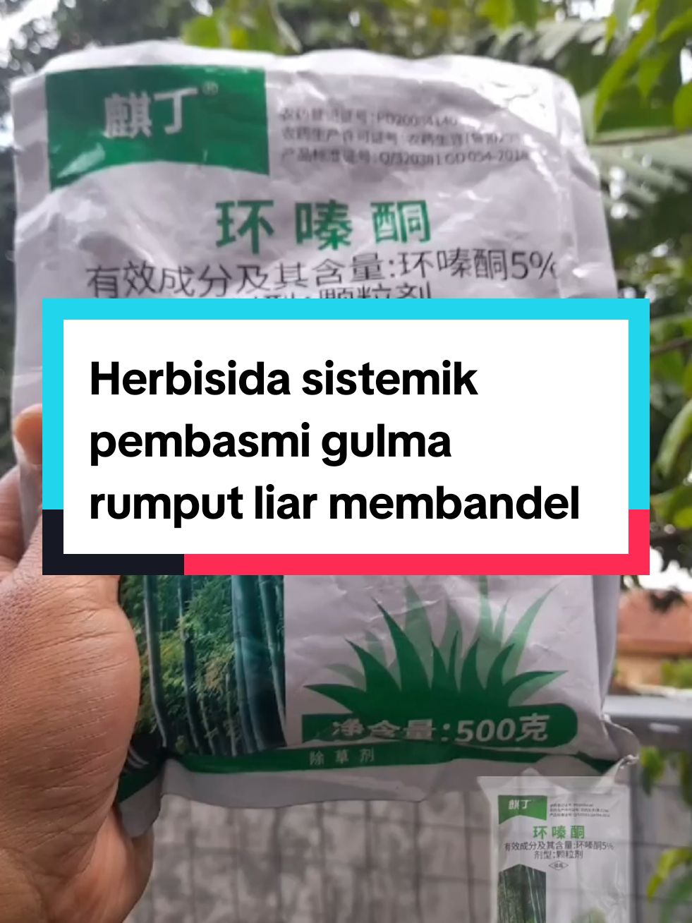 Herbisida sistemik membasmi rumput liar #killgrass #herbisida #herbisidarumput #herbisidasistemik #fyp 