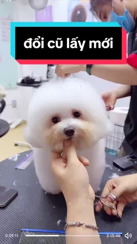 ĐỔI CŨ LẤY MỚI ĐII NÈ 🤣🤣 #tườngvyvy1196 #ranzillapetcare #poodles #bichon #bichonfrisé #chó #DOG #chó_cưng #tiktok #trending #trend #viral #viralvideo #vuinhon #vui #funny #fyp #foryou #fypシ #foryoupage 