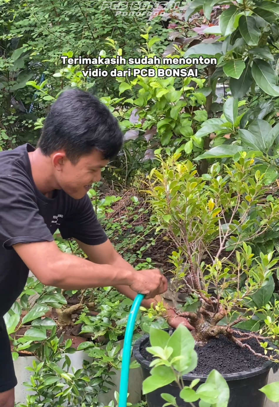 Proses penggantian media bonsai kimeng #pcbbonsai #bonsaikimeng #bonsaificus #ficusbonsai 