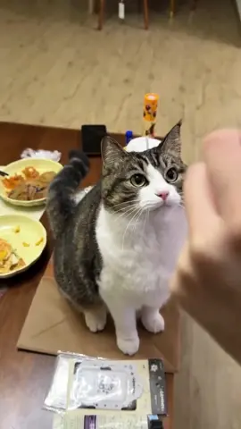 Cat’s reaction is so funny.😂#cat #funnyvideo #catsoftiktok 