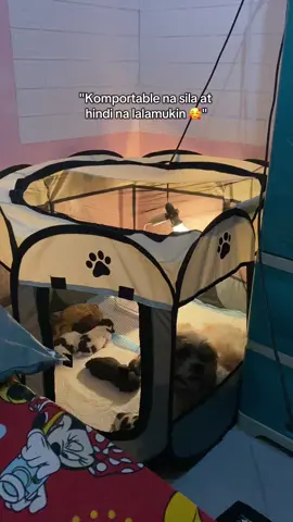 Buti nakabili ako ng dog tent na `to, very useful 🥰 #shihtzu #puppy #dogsoftiktok #dogtent 