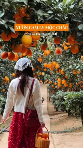 Ghé thăm @Vườn Cam Ly Mộc Châu cùng Đinh Văn Phúc Đi Chill và bạn khách xinh xinh đến từ Hà Nội. Mọi người đi du lịch Mộc Châu cần xe ô tô đưa đón thăm quan các địa điểm và  chụp ảnh, quay video ib hoặc liên hệ Phúc tư vấn cho nha. Trang phục trong video chúng mình thuê tại @Đinh Gia Tiệm - Mộc Châu ❤️ #dinhvanphucdichill #vuoncamlymocchau #Dulichmocchau #Mocchau #Dulichtrainghiemmocchau #Tour #chupanh #dinhgiatiemmocchau 