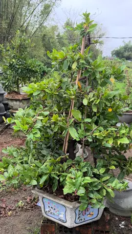 Giảo rin vàng nghệ cánh tròn xoáy thơm đẹp hàng Trung#xuhuongtiktok #duykhoamaivangbinhdinh #xuhuong #xuhuongtiktok2024 