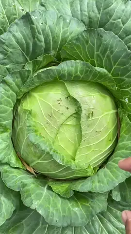 kubis super #petaniindonesia🇮🇩🇮🇩🇮🇩🌿🌿 #petanimuda #petanikubis 