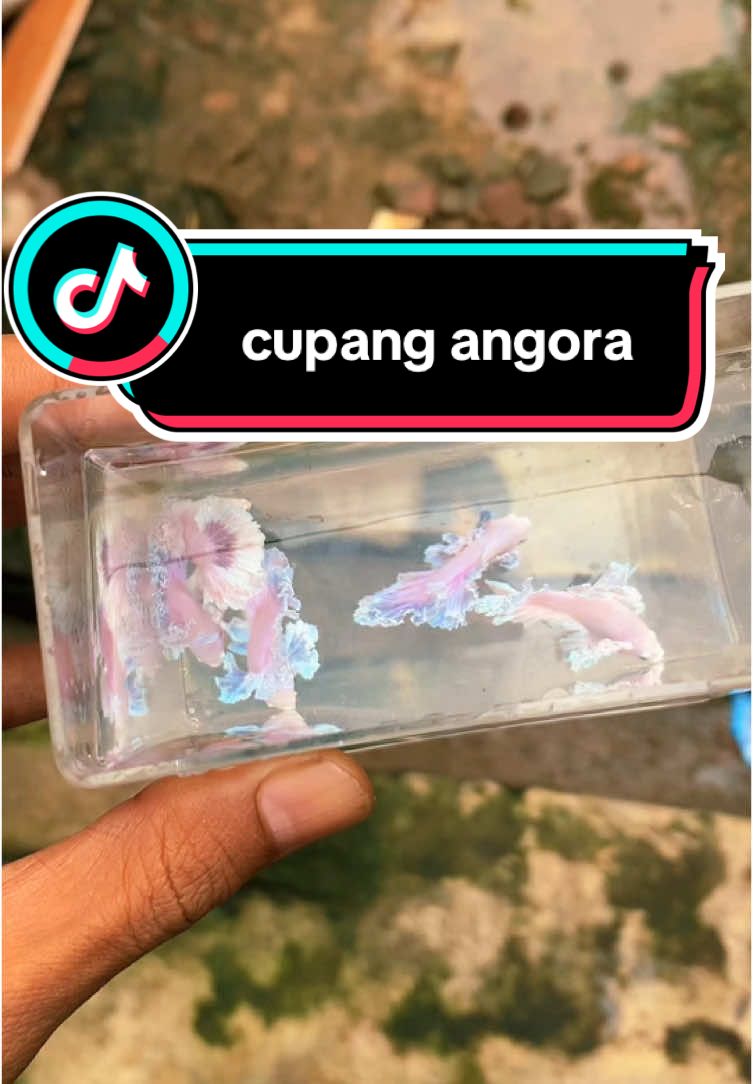 cupang angora kft suka yg mana?? #cupangelitegenetic #bettafish #betta #bettalovers #cupangkontesindonesia #cupanghiasindonesia #cupanghias #bettafishcare #cupangthailand🇹🇭 #bettamalaysia🇲🇾 #indonesia🇮🇩 #bettatokers #cupangelitestore #CapCut#bettalovers#fyp 