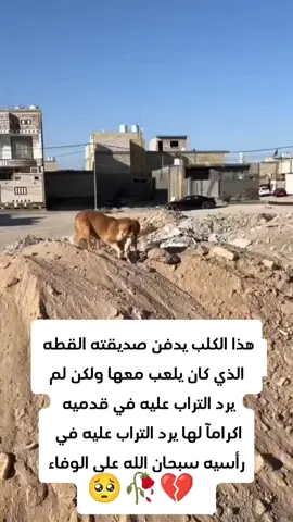 الميت قط والدافن كلب #الرحمة #الرحمة_بالحيوان #قلبي #fyp #fouryou #animation #animal #الله #سبحان_الله_وبحمده_سبحان_الله_العظيم 